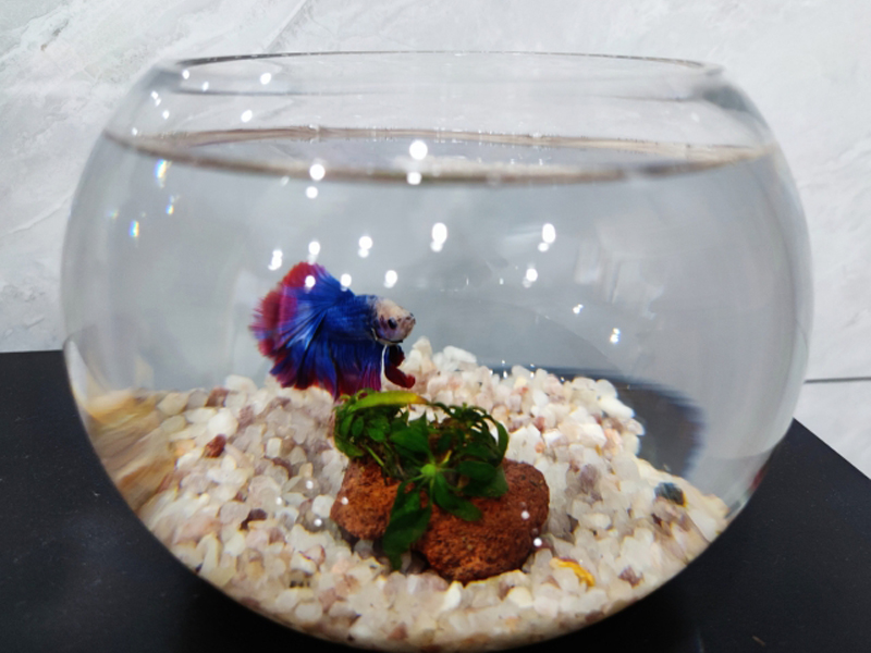 丸い金魚鉢で泳ぐ青と赤のベタと水草付きの石