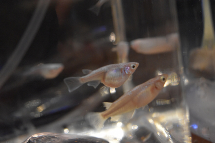水槽内を泳ぐ腹部の膨らんだ数匹のメダカの横顔