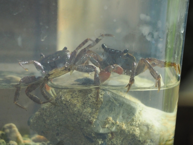 水槽内の石の上で休む2匹のカニの仲間