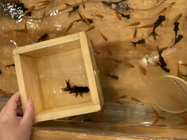 木桶に入った黒い金魚と水槽を泳ぐ多数の金魚