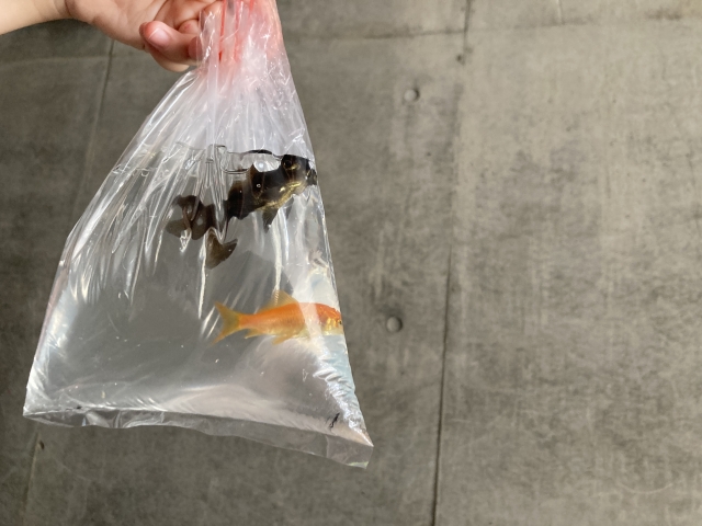 パッキング袋に入った金魚と出目金を持つ手