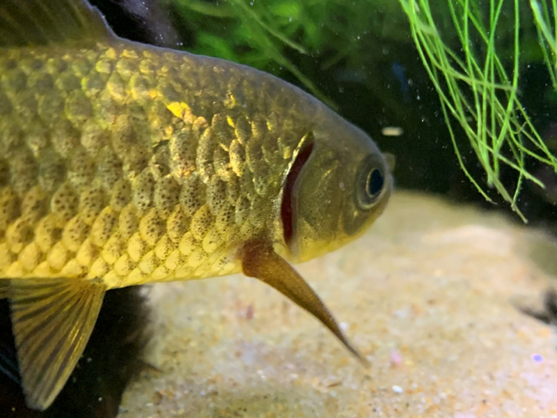 エラ蓋が赤く充血した金魚の頭部と鱗のアップ