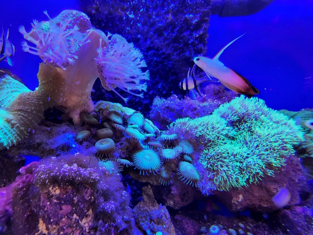 サンゴとハゼの仲間が泳ぐ青い照明の海水魚水槽