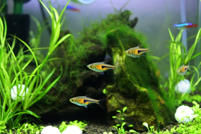 水草水槽を泳ぐ小型熱帯魚とネオンテトラの仲間