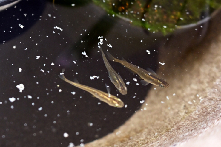 水面に浮く餌を食べる3匹のメダカと浮き草の俯瞰画像