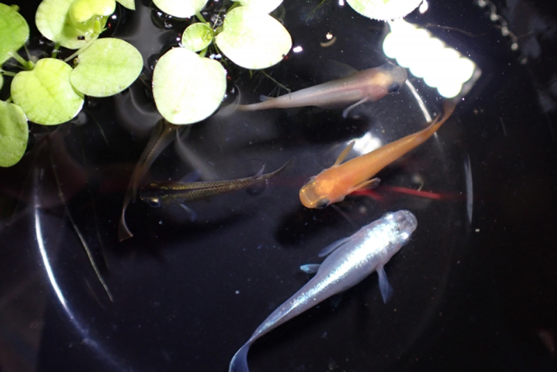 黒い容器で泳ぐ数種類のメダカと浮き草の俯瞰画像