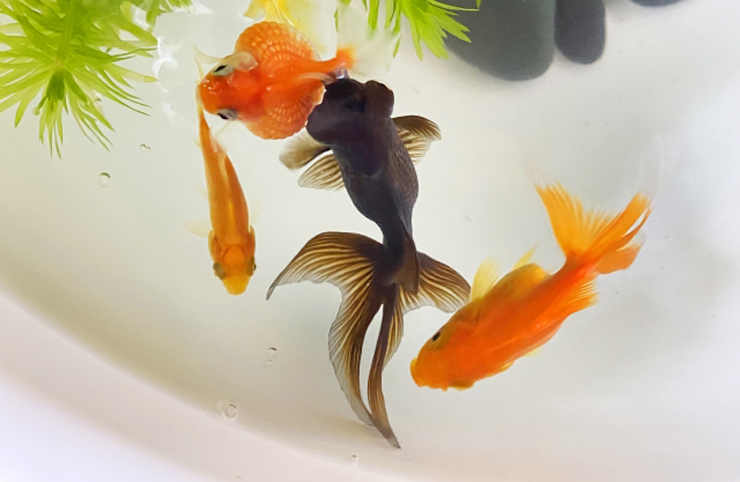 水草の側を泳ぐ黒い出目金と数匹の金魚