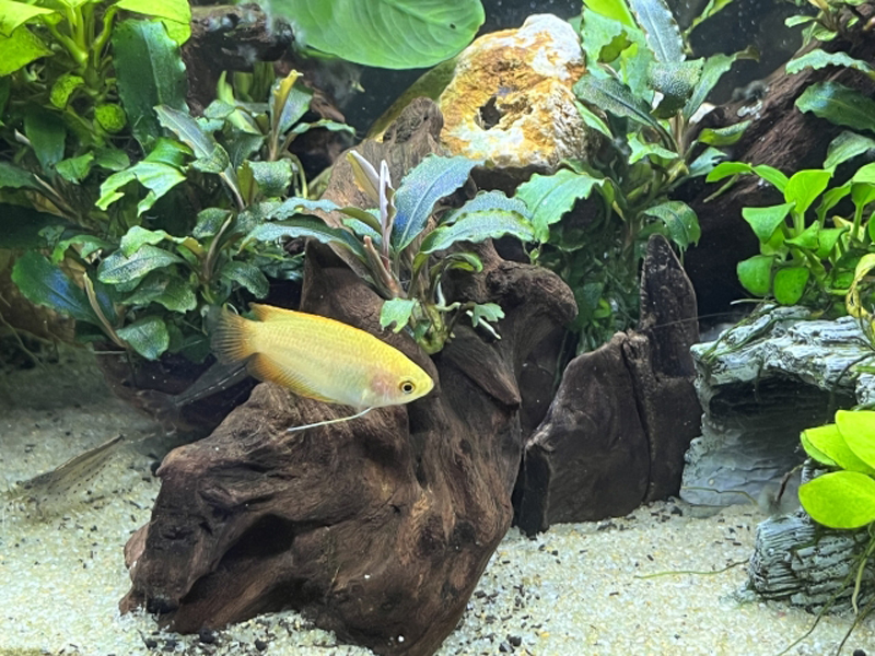 流木と水草の周りを泳ぐ黄色いグラミーの仲間
