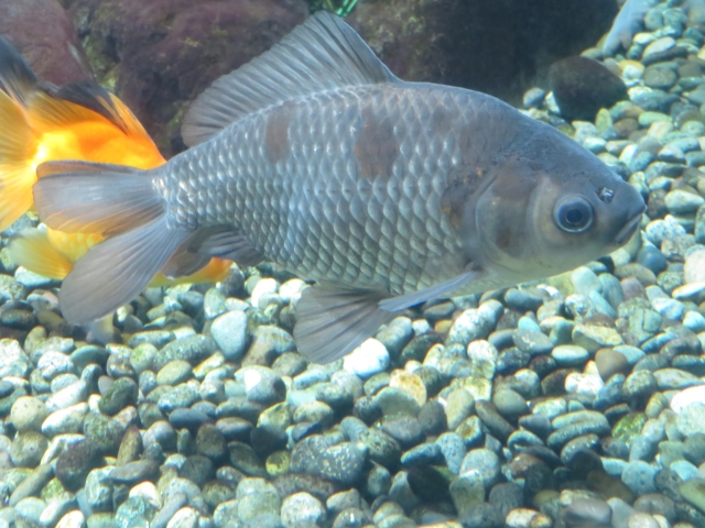 砂利の上を泳ぐ黒い金魚とオレンジ色の金魚の姿