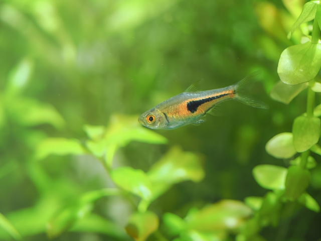 水草の間を泳ぐオレンジ色の小型熱帯魚と緑の葉の背景