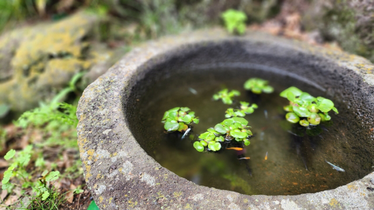 石鉢のビオトープに浮かぶ浮き草と泳ぐメダカの姿