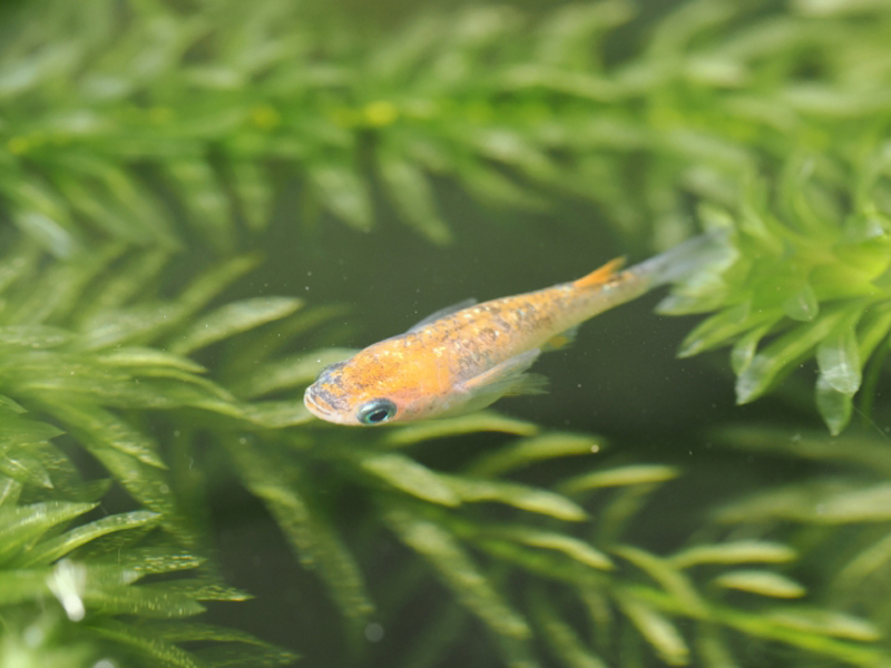 水草の間を泳ぐオレンジ色のメダカと緑色の水草群
