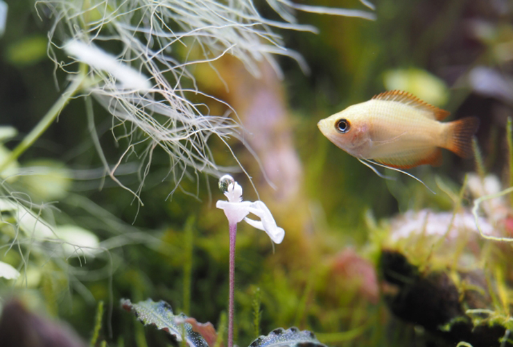 水草の茂みを泳ぐグラミーの仲間と白い水草の花