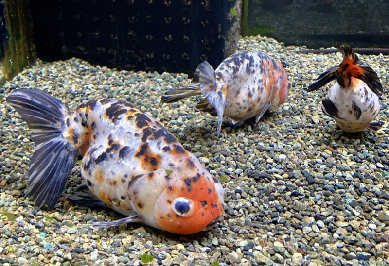 砂利の上で泳ぐ三色模様の金魚3匹の姿