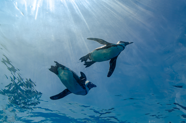 光が差し込む青い水の中を泳ぐ2羽のペンギン