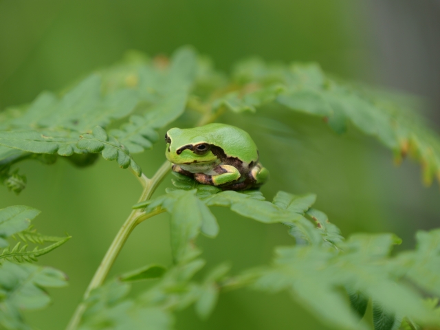 緑色のシダ植物の葉の上に乗るニホンアマガエル