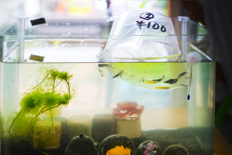 水槽に浮かぶメダカ入りの袋と水草や置物のある風景
