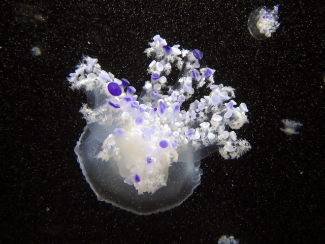 暗い水槽内を浮遊する紫色の斑点があるクラゲの仲間