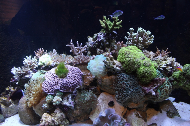 色とりどりのサンゴと海水魚が泳ぐ海水水槽のレイアウト