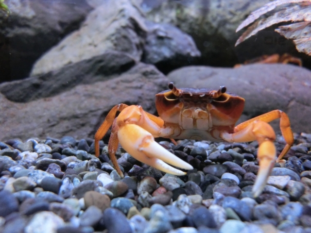 砂利の上にいるオレンジ色のカニと背景の岩肌