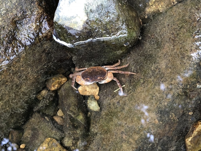 川底の岩場に潜む茶褐色のサワガニの仲間