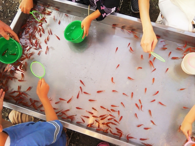 ポイを使い水槽で金魚すくいを楽しむ人々の手元