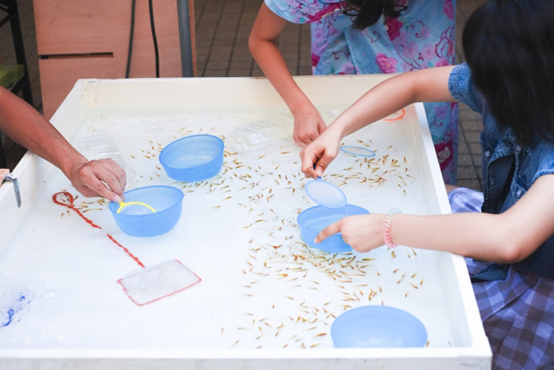 白い平槽でメダカをすくう子供たちと青いボウル