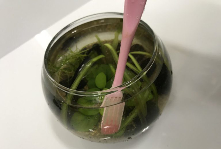 歯ブラシで掃除する水草入りの丸いガラス容器