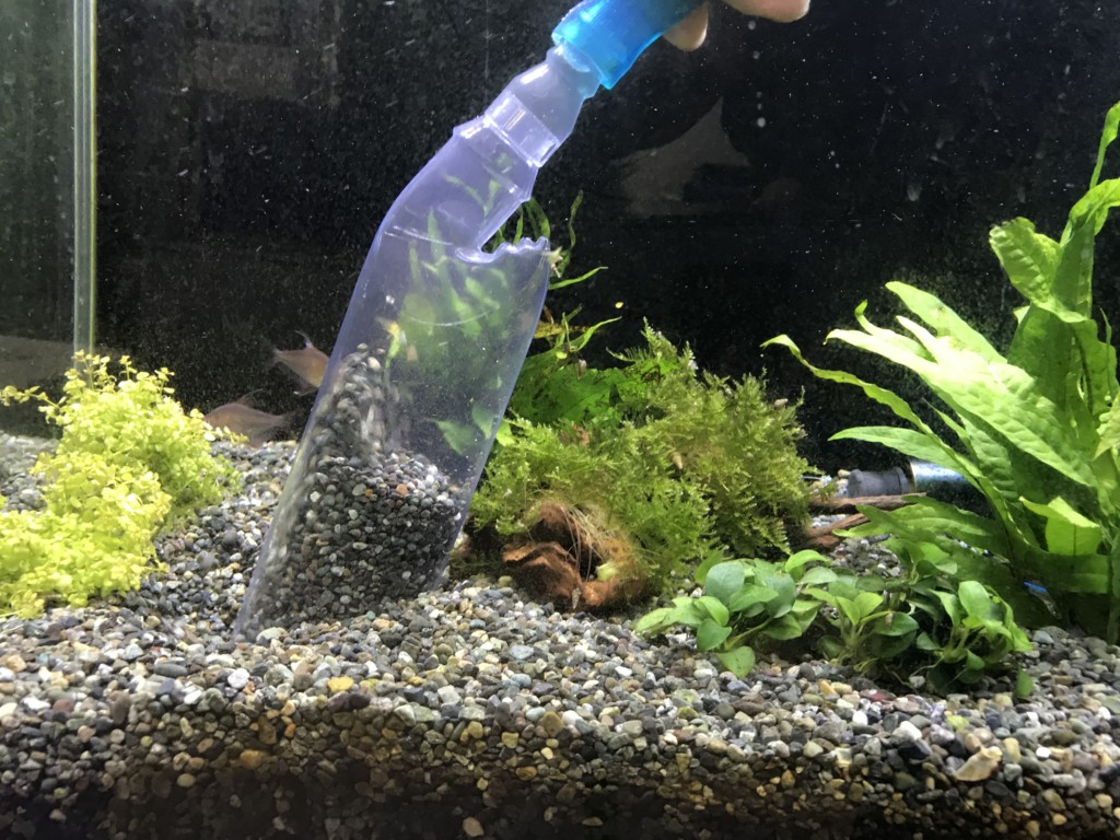 クリーナーで水槽の底砂を掃除するアクアリウムのメンテナンス
