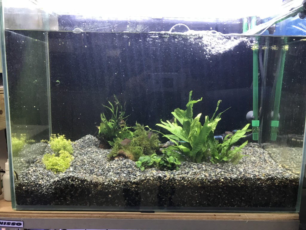 砂利を敷き水草を植えた淡水魚飼育用ガラス水槽の全景