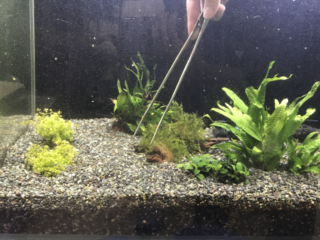 ピンセットで水槽内の水草を植栽する手元と水槽レイアウト