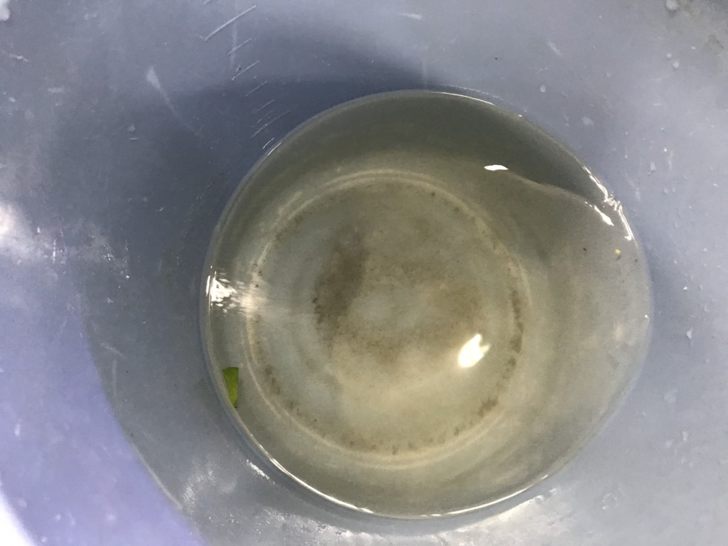 青いバケツの底に溜まった茶色い汚れと少量の飼育水