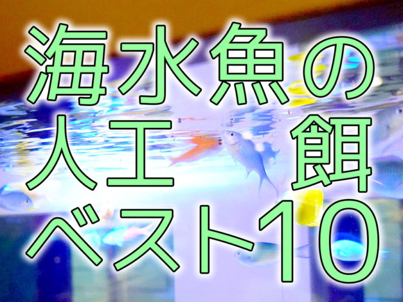 海水魚の人工餌ベスト10の文字と泳ぐ海水魚の見出し画像
