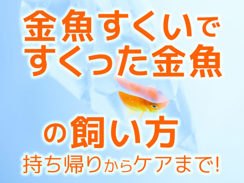 金魚すくいで持ち帰った金魚の飼い方とケアの見出し画像