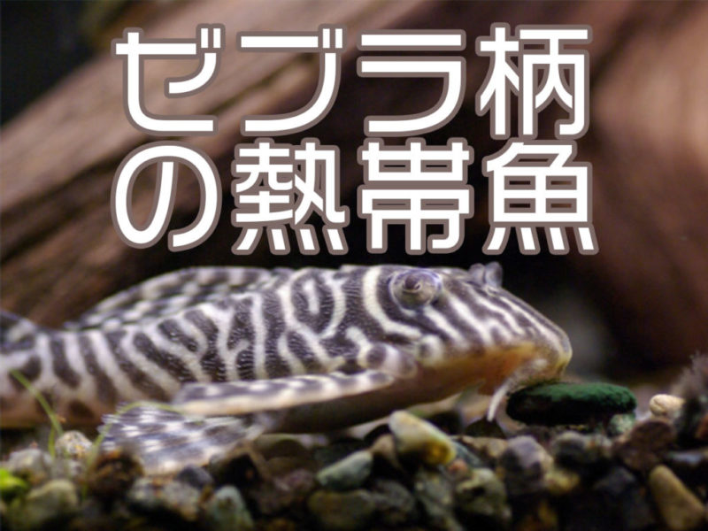 ゼブラ柄の熱帯魚の文字と縞模様があるプレコの仲間
