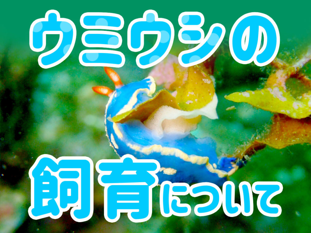 ウミウシの飼育について!自宅で飼育できるのか?種類や飼育環境を解説のサムネイル画像