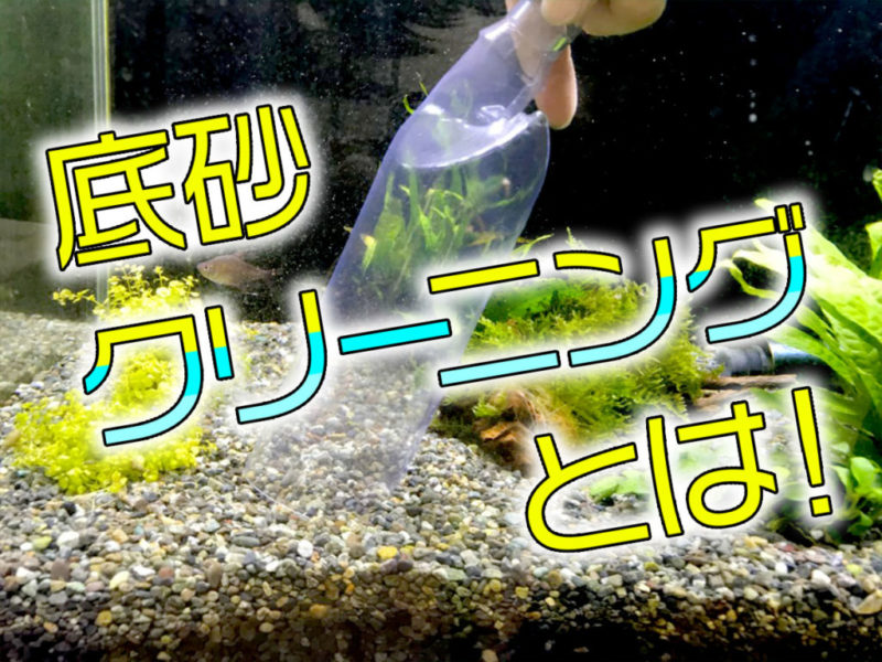 底砂クリーニングとは!の文字と水槽掃除の見出し画像