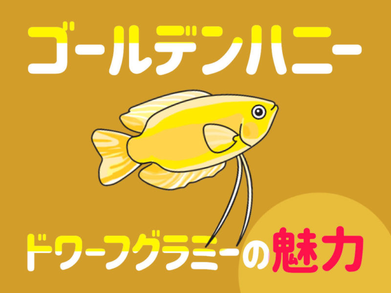 ゴールデンハニードワーフグラミーの魅力の文字と魚のイラスト