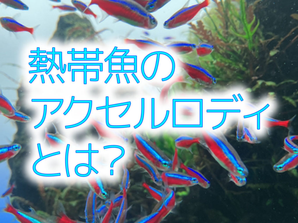 熱帯魚のアクセルロディとは!共通の名前を持つ、さまざまな魚種たち!のサムネイル画像