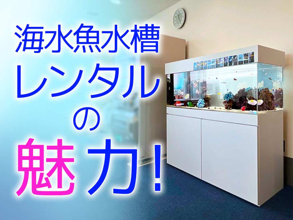 海水魚水槽レンタルの魅力!インテリア性や美しさ、メリットを紹介!のサムネイル画像