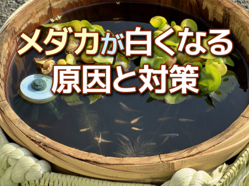 メダカが白くなる原因と対策の文字入り見出し画像
