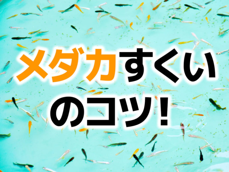 メダカすくいのコツ！の文字と泳ぐメダカの見出し画像