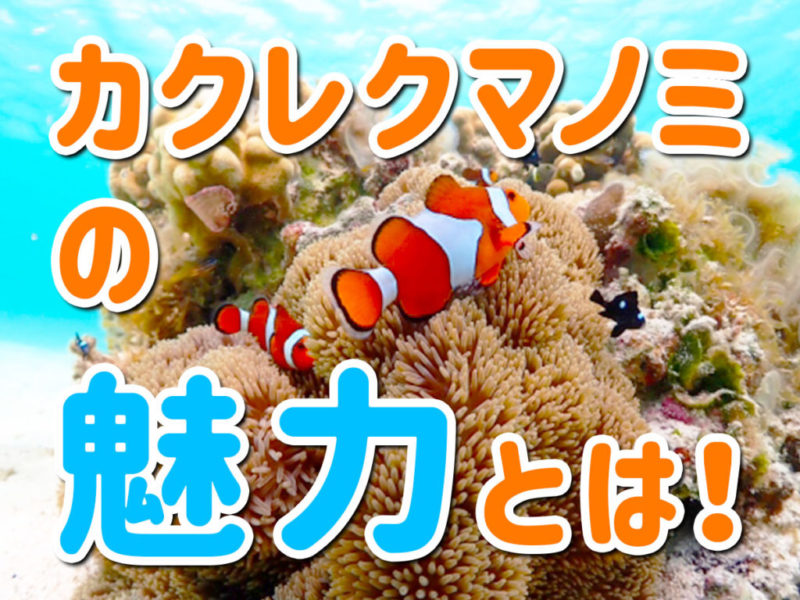 カクレクマノミの魅力とは！の文字とイソギンチャクの画像