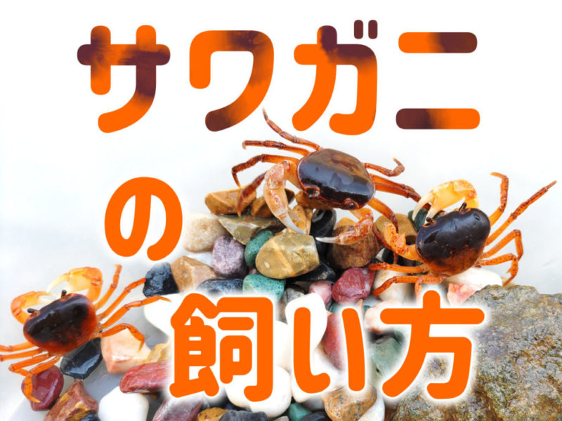 サワガニの飼い方の文字と砂利の上にいるサワガニの見出し画像