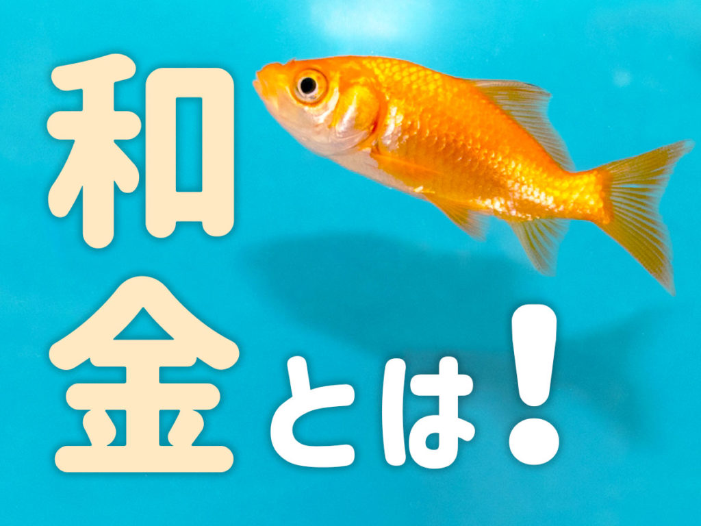 和金とは!金魚の基本種の特徴から品種、飼育のポイントまで解説しますのサムネイル画像
