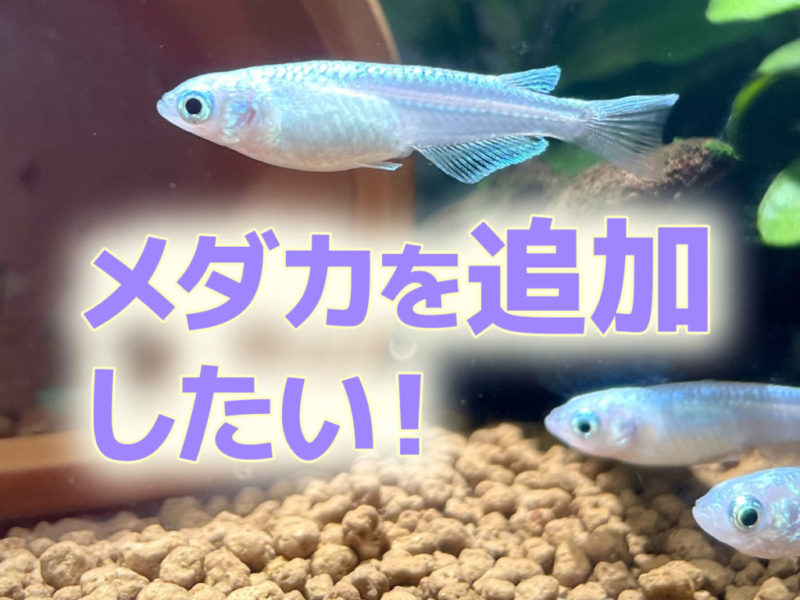 メダカを追加したい！の文字と水槽を泳ぐメダカの見出し画像