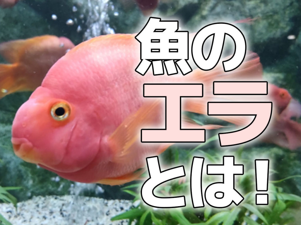 魚のエラとは!機能からアクアリウムで気を付けたいこと、病気まで解説のサムネイル画像