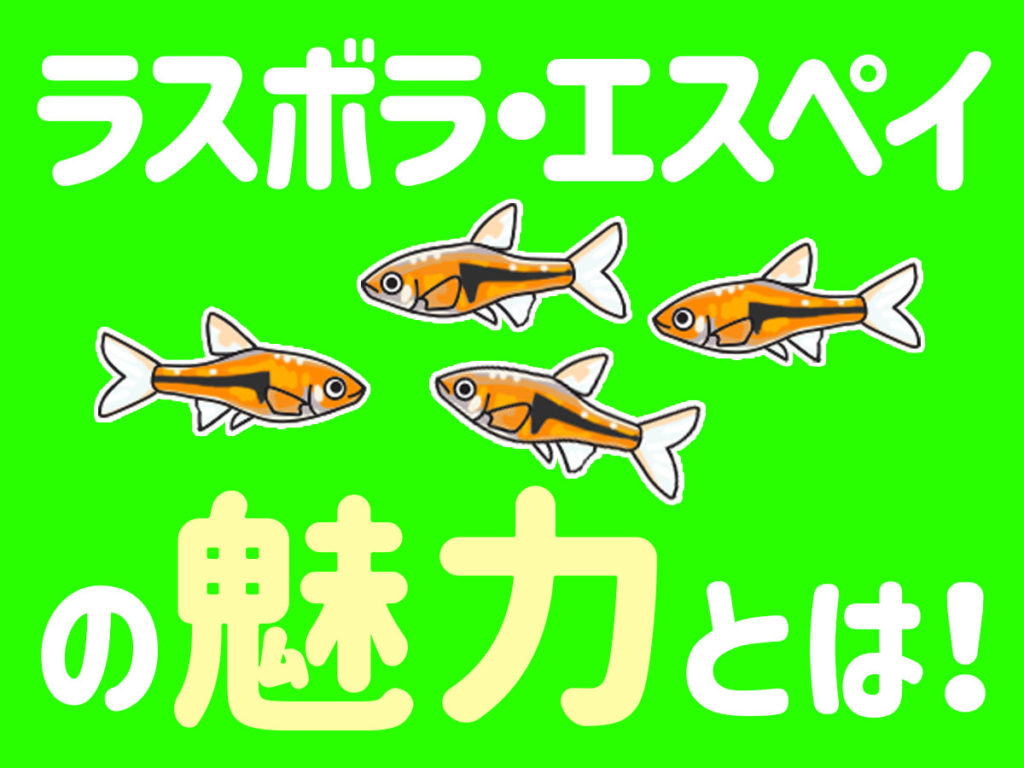 ラスボラ・エスペイの魅力とは!定番人気!小型熱帯魚のかわいさを解説のサムネイル画像