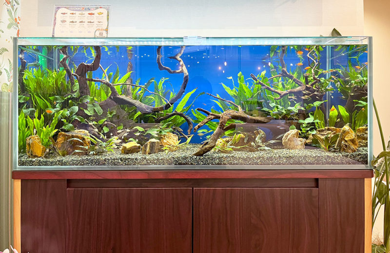 流木と水草を配置した青い背景の大型水槽レイアウト