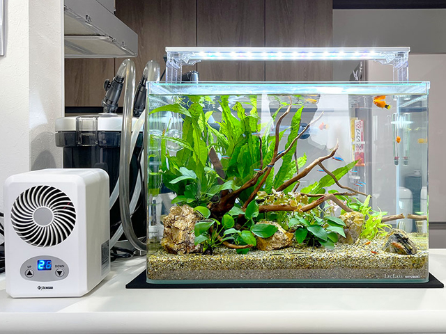 水槽用クーラーと流木・水草を配置した淡水魚水槽